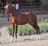 arabian asil show (14).jpg