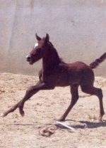 Shahrokh Khan.jpg