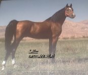 سالار2.jpg