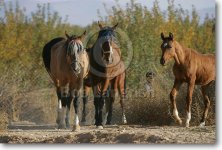 JQ4P5010DareShuriChapar-e-Mehregerd,Iran.jpg