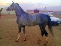 20110211181 - Copy.jpg