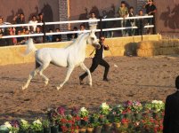 IMG_5560.jpg
