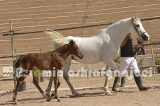 horse in iran (3).JPG