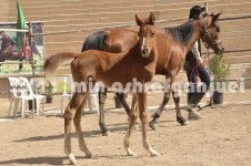 horse in iran (4).JPG
