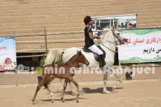 horse in iran (6).JPG