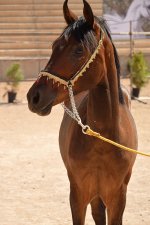 horse in iran (7).jpg