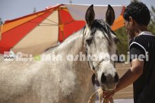 horse in iran (10).JPG