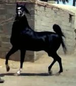 سیاه دره شوری.jpg