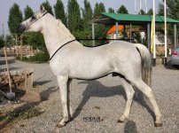 doran%201%20(3)mh.jpg