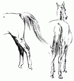 horse7.gif