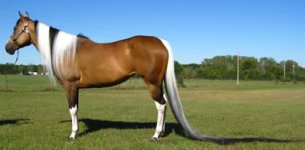 longest mane.jpg