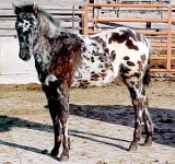 leopard_appaloosa.jpg