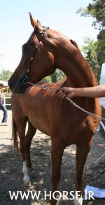 persian-horse-show51.jpg