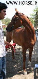 persian-horse-show52.jpg
