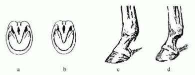 horse8.gif