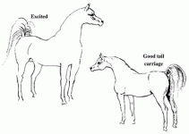 horse9.gif