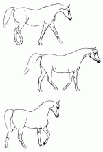 horse10.gif