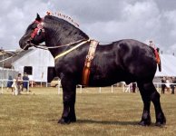 Percheron.jpg