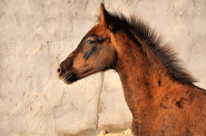 2.gif