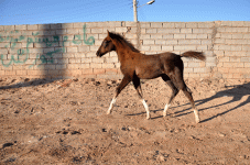 3.gif