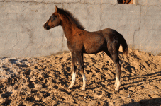 4.gif
