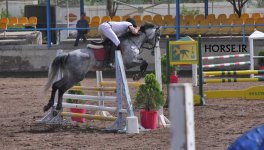 iranian iomud horse (5).jpg