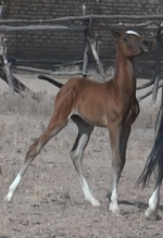 foal3.png