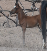 foal4.png