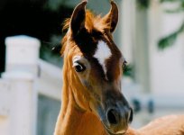 horse.jpg