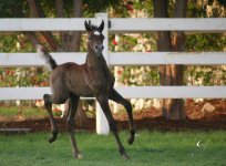 foal horse.jpg