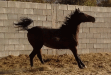 ali13.gif