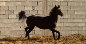ali14.gif