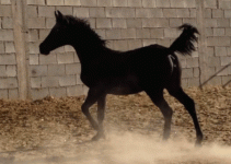 ali15.gif