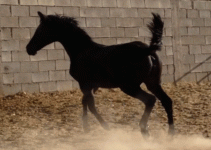 ali7.gif
