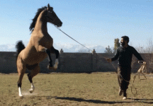 h.gif