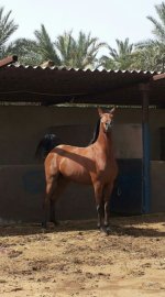 فیروزه جاسم پور.jpg