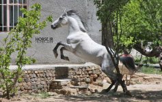behad caspian horse.jpg