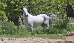 caspian horse behdad.jpg