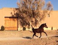 نخجوان اسد.jpg