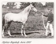 Horse_Siglavi-Bagdady_DB-big.jpg
