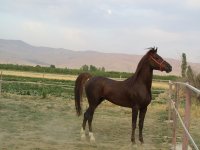 IMG_3532.JPG