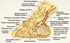 ancient breed of horse (3).jpg