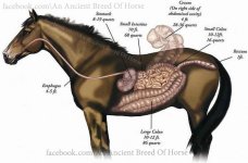 ancient breed of horse.jpg