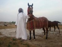 خیل الاهوازالف&#15.JPG