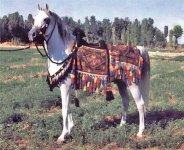 صور-خيول-عربية-أ&#.jpg