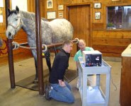 horse elecro cardiogram.jpg