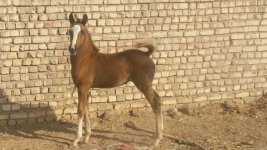 dareshoori 5 (1).jpg