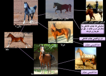talaa pedigree.png