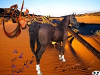 21شکار چی-بیابان-Gallery.jpg