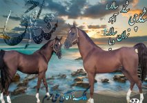 شکارچی تک عکس.jpg